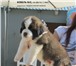 Фото в Домашние животные Вязка собак Предлагается для вязки длинношерстный сенбернар. в Самаре 0