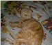Изображение в Домашние животные Вязка Предлагаю для вязки кота породы шотландский в Новокузнецке 0