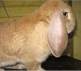 Foto в Домашние животные Грызуны Продаётся племенной молодняк кроликов французский в Москве 1 000