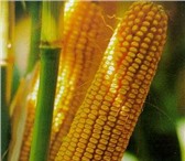 Изображение в Домашние животные Растения Семена кукурузы раннеспелые гибриды, семена в Краснодаре 40