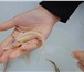 Foto в Домашние животные Рыбки Предлагаем малька стерляди и бестера для в Самаре 26
