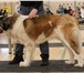 Foto в Домашние животные Вязка собак кобель на вязку.Очень крупный, массивный, в Пензе 0