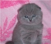 Продаются плюшевые котята скоттиш-фолд, Окрас голубой, У котят шикарные, плотно прижатые ушки с дв 69696  фото в Екатеринбурге