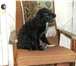 Изображение в Домашние животные Отдам даром Милый щенок -кобель ищет своих добрых хозяев, в Новосибирске 0
