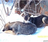 Отдаю в хорошие и теплые руки Хочу отдать хорошим людям щенков, которых будут любить и воспринима 66774  фото в Самаре