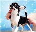 Фото в Домашние животные Вязка Чихуахуа продаю очень красивую девочку размер в Зеленоград 45 000