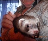 Изображение в Домашние животные Другие животные Продаются милые очароватальные хорята, родились в Иркутске 5 000