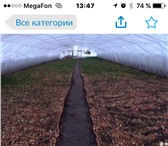 Foto в Прочее,  разное Разное Предлагаю готовый бизнес, тепличное хозяйство в Москве 1 700 000