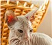 Котята породы Донской сфинкс продаются 1627413 Донской сфинкс фото в Москве