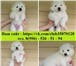 В продаже белоснежные щеночки- мишки 3468943 Самоедская лайка фото в Медвежьегорск