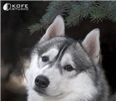 Foto в Домашние животные Вязка собак Сибирская хаски кареглазый мальчик ищет невесту в Москве 7 000