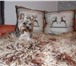 Foto в Домашние животные Вязка собак Мини йорк  РКФ, возраст 2,5 года, развязан, в Тихвин 1