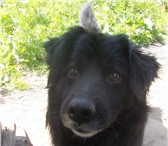 Ищет новую и по-настоящему любящую семью 3505573 Бернская пастушья собака фото в Екатеринбурге