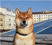 Изображение в Домашние животные Вязка собак Предлагается для вязокнебольшой ярко-рыжий в Москве 15 000