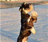 Шикарные мальчики цвергшнауцеры 4263524 Цвергшнауцер фото в Севастополь