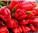 Фото в Домашние животные Растения Предлагаем отличные тюльпаны к 8 марта оптом в Красноярске 40