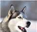 Фотография в Домашние животные Вязка собак Предлагается для племенного использования в Чехов 10 000