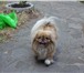 Foto в Домашние животные Вязка собак Мальчик Пекинес,   год и восемь месяцев, в Челябинске 0