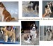 Фотография в Домашние животные Вязка собак Для вязки предлагаем длинношерстного кобеля в Ульяновске 0
