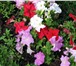 Фотография в Домашние животные Растения рассада однолетних садовых цветов (разл. в Екатеринбурге 20