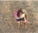 Foto в Домашние животные Вязка собак Русский той-терьер.Цвет черно-подпалый.Кобель.Имя в Одессе 0