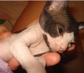 Продам котят донского сфинкса, окрас - темный биколор, очень красивые и общительные, К лотку и к 69551  фото в Красноярске
