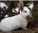 Foto в Домашние животные Грызуны Продаются кролики крупных мясных пород:-Французские в Екатеринбурге 300