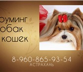 Фото в Домашние животные Услуги для животных Грумер и заводчик профессионального питомника в Астрахани 0