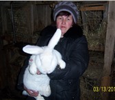 Фото в Домашние животные Другие животные Продажа племенных кроликов породы Бельгийский в Томске 900
