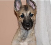 В дар щенок помест овчарки 2348920 Немецкая овчарка фото в Екатеринбурге