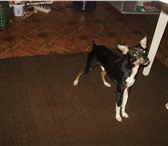 Фото в Домашние животные Вязка собак Возраст кобелька 1 год и 4 месяца. в Армавире 0