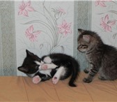 Foto в Домашние животные Отдам даром 4 котенка 2 девочки и 2 мальчика, рожденные в Тюмени 0