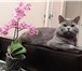 Изображение в Домашние животные Вязка Британский кот Байт ждет на вязку кошечек. в Пензе 1 000