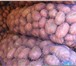 Foto в Прочее,  разное Разное Картофель в сетках. 9 руб./кг. Сорт Ред Скарлетт, в Москве 9