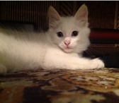 Фотография в Домашние животные Отдам даром Отдам котенка в ДОБРЫЕ РУКИ! Белый полностью,пушистый. в Нижневартовске 0