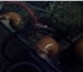 Изображение в Домашние животные Рыбки Продам улиток ампулярий, Альбиносы, крупные( в Пензе 50