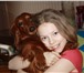 Изображение в Домашние животные Вязка собак Самый милый, красивый, ласковый и жизнерадостный в Москве 0