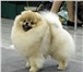 Продается шикарный клубный щенок (кобель) померанского шпица, Отец Секретдогс Рокки - канадских и т 67855  фото в Новосибирске