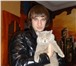 Изображение в Домашние животные Вязка Британский гладкошерстный котик,чемпион клуба в Курске 1 000