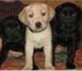Продам двухмесячных щенков Лабрадора ретривера Собаки с прекрасной родословной, заверенной всеми 67744  фото в Санкт-Петербурге