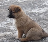 Фотография в Домашние животные Отдам даром отдам щенка умной дворовой собаки средних в Томске 0