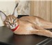 Продаются котята каракала из питомника, 2439706 Экзотическая короткошерстная фото в Санкт-Петербурге