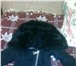 Фотография в Одежда и обувь Женская одежда Продам дублёнку женскую,чёрную,модную,состояние в Бийске 10 000