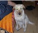 Фотография в Домашние животные Вязка собак Ищем кобеля лабрадора для вязки срочно в Якутске 10