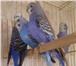 Foto в Домашние животные Птички Продажа Волнистых попугаевПродажа Волнистых в Зеленоград 400