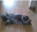 Фотография в Домашние животные Вязка Шотландский длинношерстный вислоухий красавец-кот, в Ангарске 1 000
