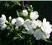 Foto в Домашние животные Растения Питомник декоративных растений «Топиар» предлагает в Белгороде 150