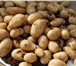 Изображение в Домашние животные Растения Семена картофеля сорт «Гранула»Малина ремонтантная в Комсомольск-на-Амуре 70
