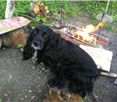 Изображение в Домашние животные Вязка собак Мальчик английский спаниель, 7 лет. чёрный, в Калининграде 1