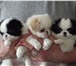 Продаю щенков японского хина, 2913924 Японский хин фото в Москве